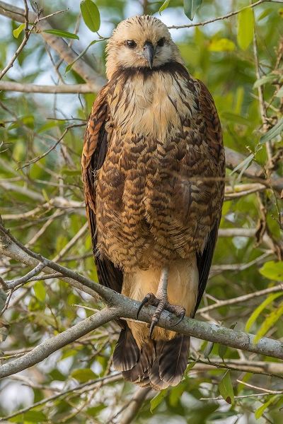 Brazil-Pantanal Black-collared hawk in tree